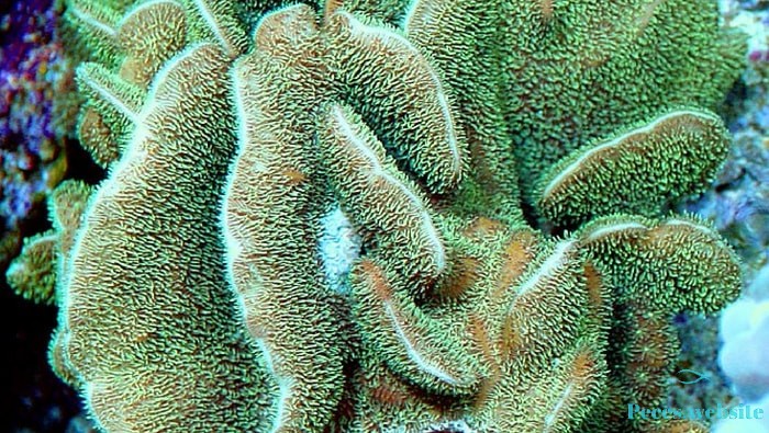 coral peacock spp.