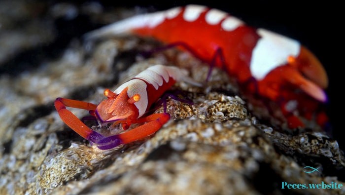 emperor symbiont shrimp