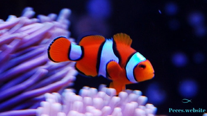 real percula clownfish